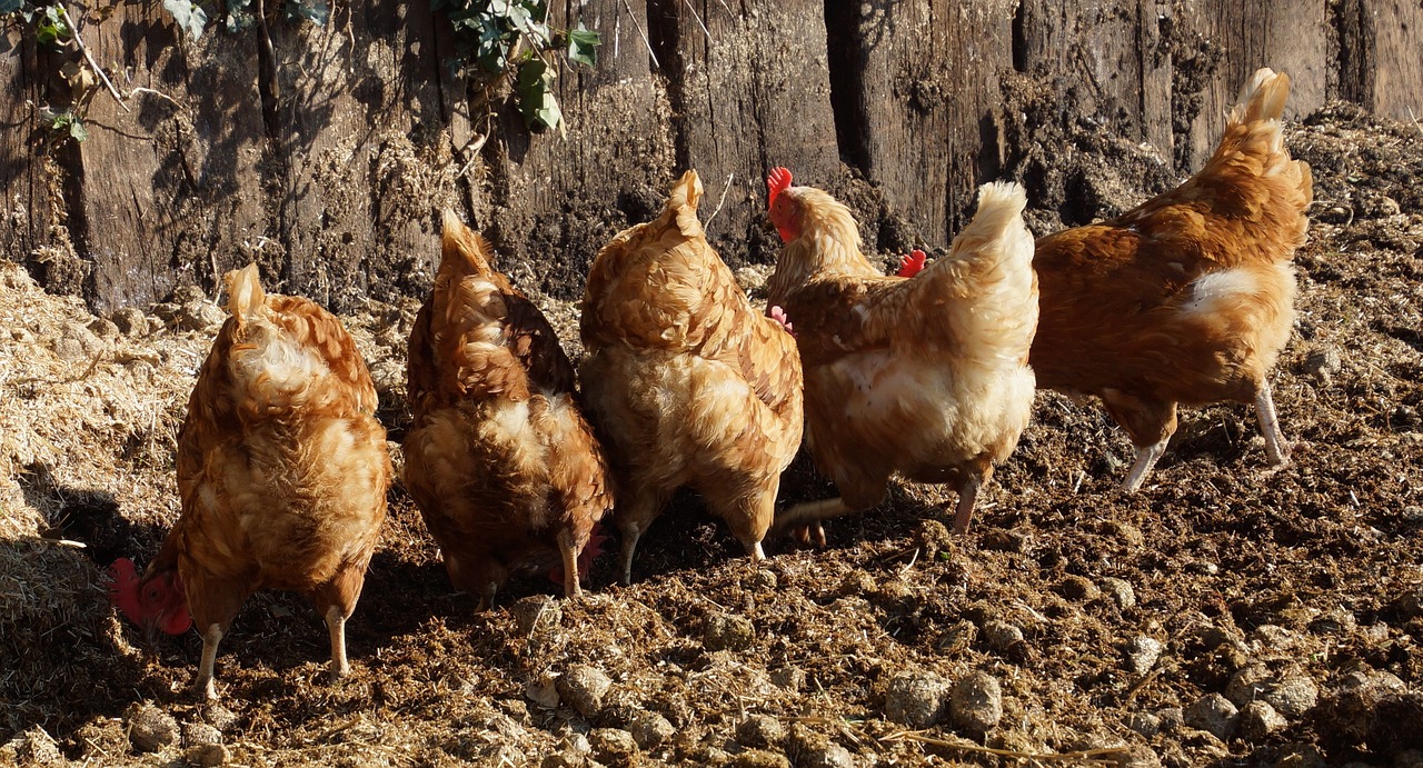 chickens free free running free photo