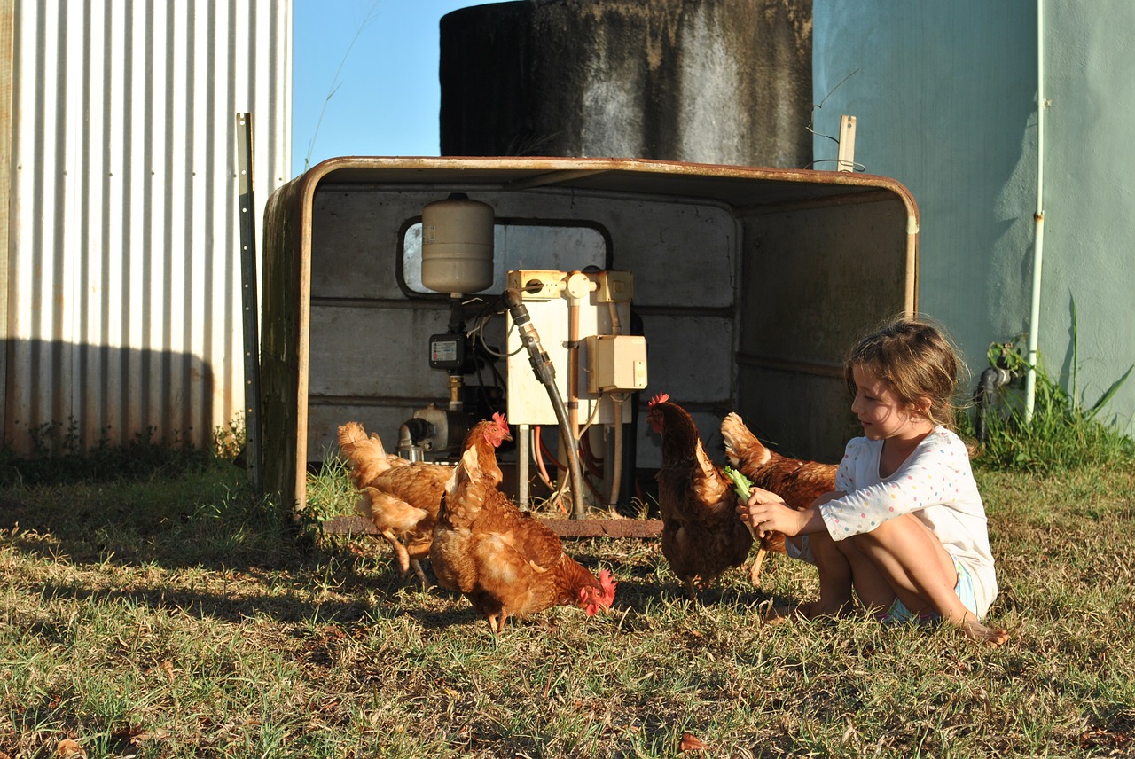 chickens egg farm free photo
