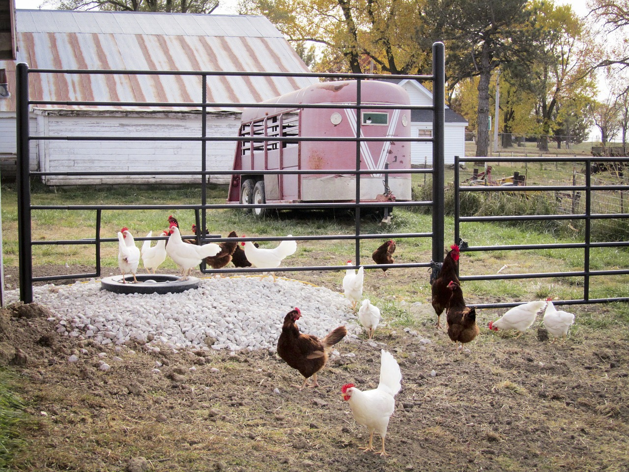 chickens farm hen free photo