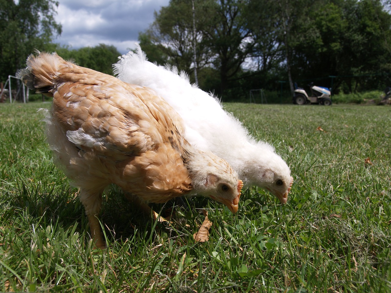 Цыплята поносят что делать. Цыплята на травке. Куриная травка. Курица на траве.