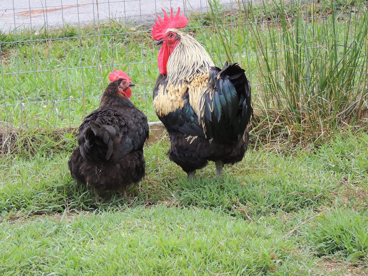 chickens hen rooster free photo
