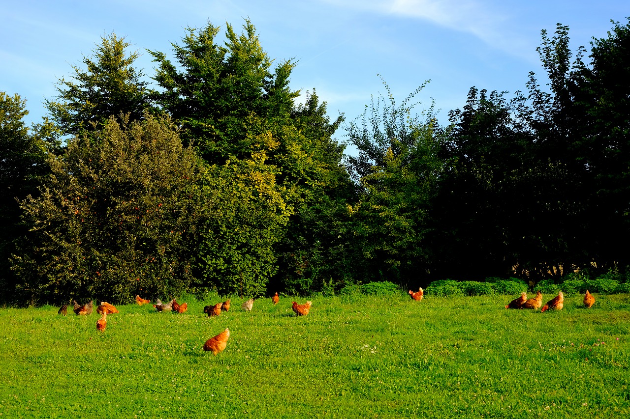 chickens poultry animal free photo