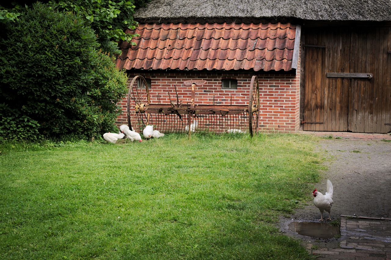 chickens animals birds free photo