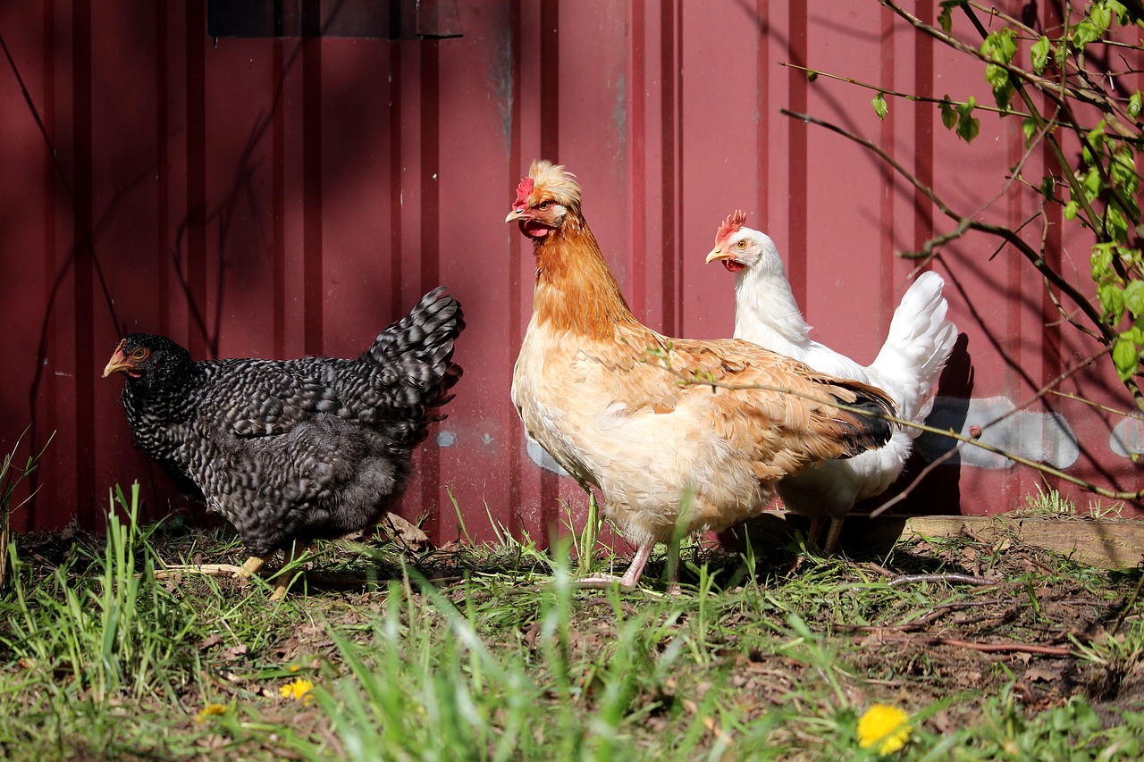 chickens  three  colorful free photo