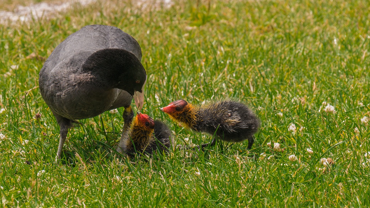 chickens  coot  chicks free photo