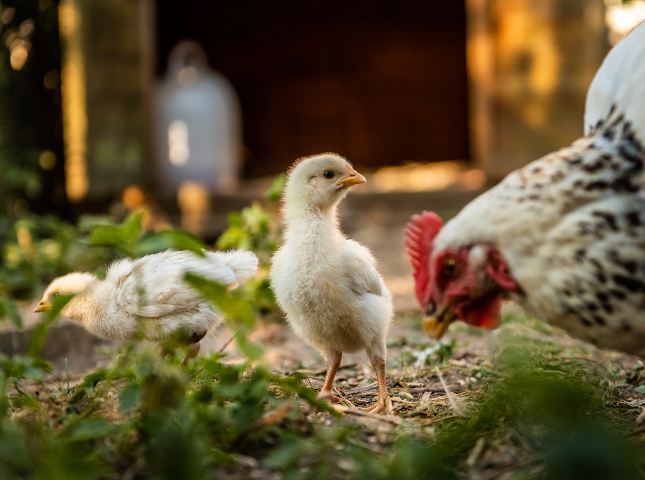 chickens  chicks  mother hen free photo