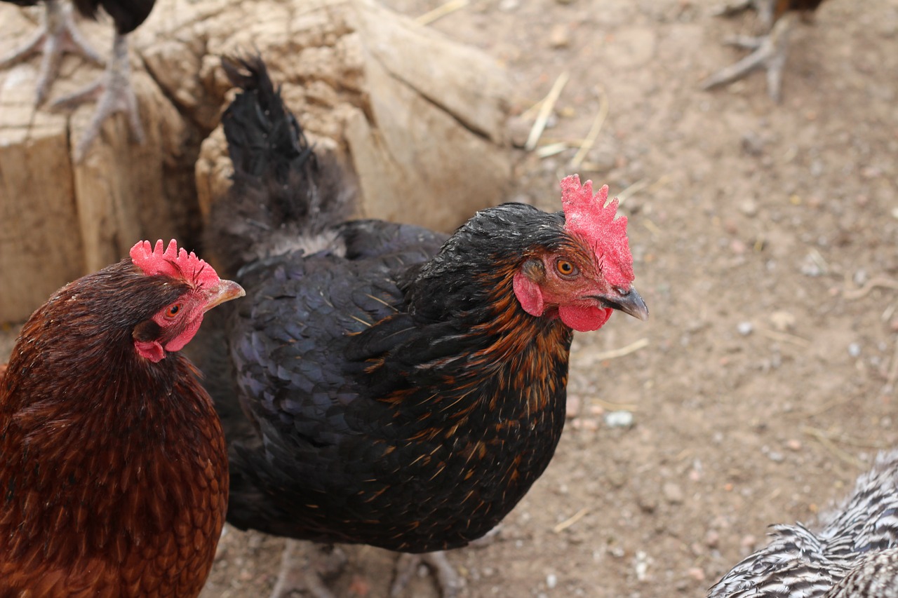 chickens chicken coop farm free photo