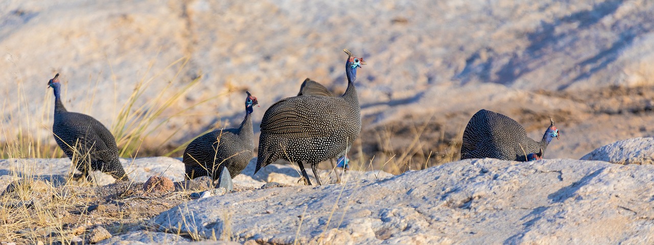 chickens  africa  guinea fowl free photo