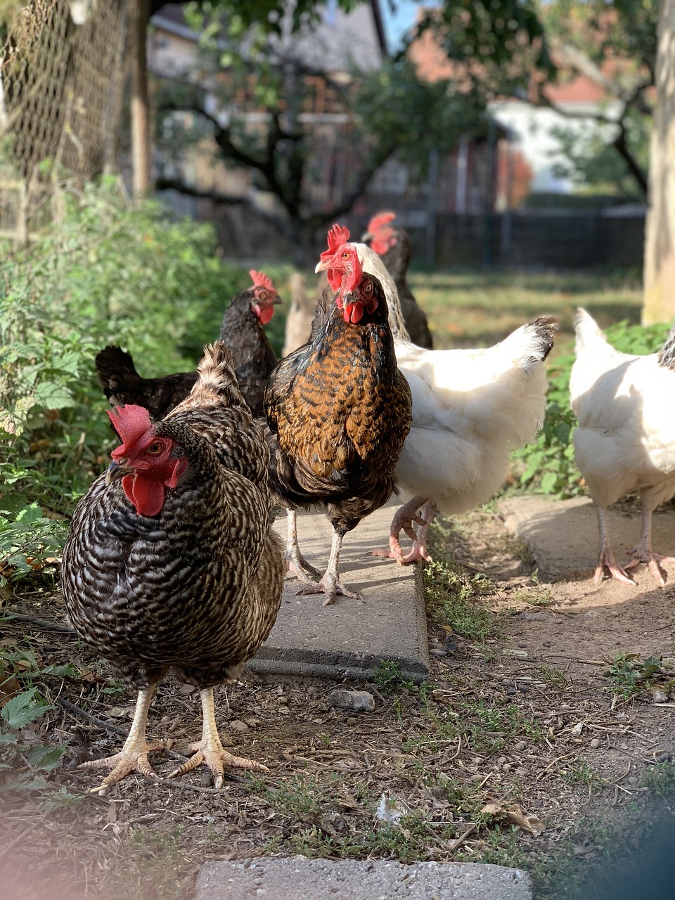 chickens  autumn  chicken free photo