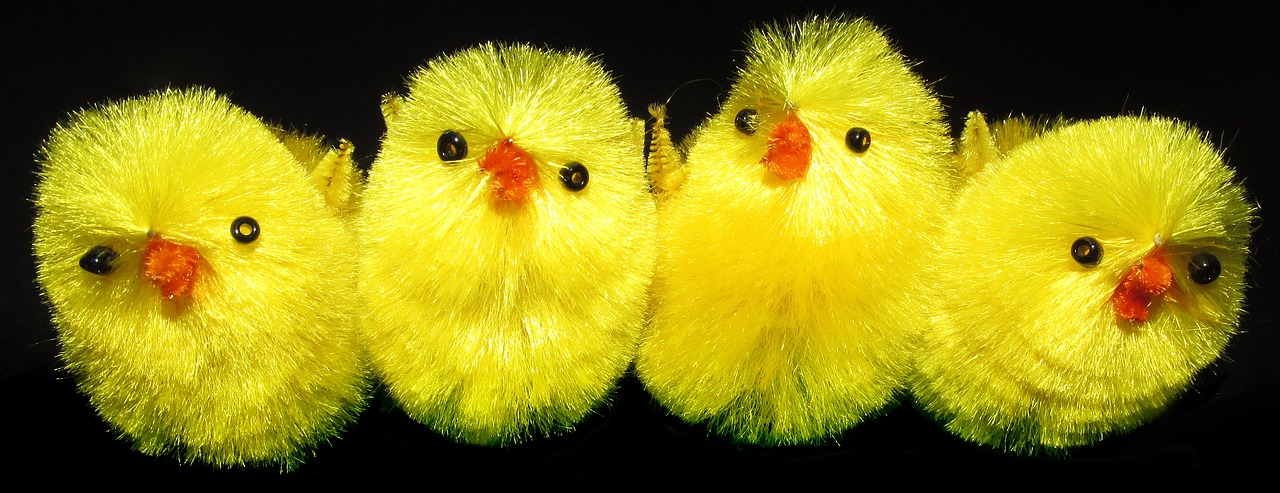 chickens  fluffy  toys free photo