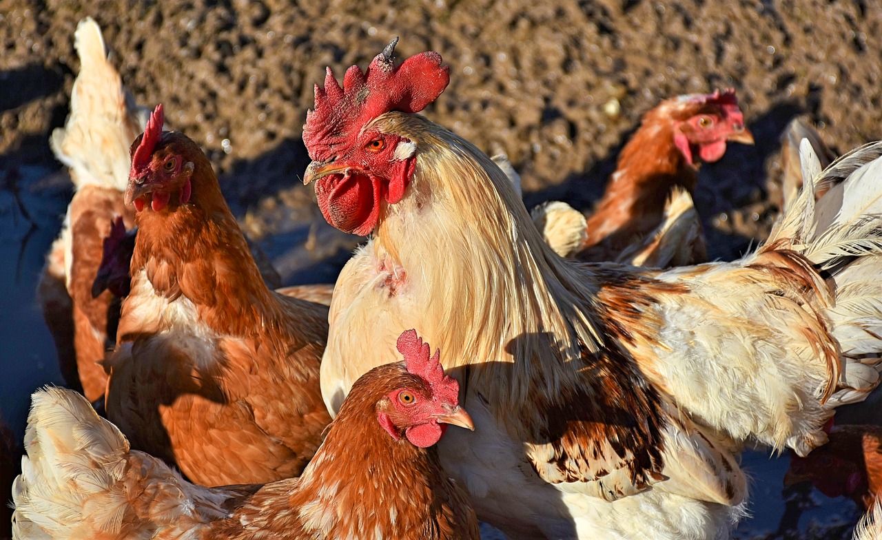 chickens  gockel  poultry free photo