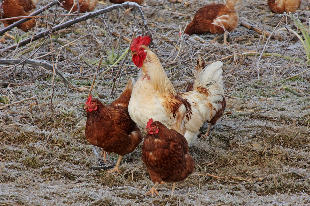 chickens  agriculture  animals free photo