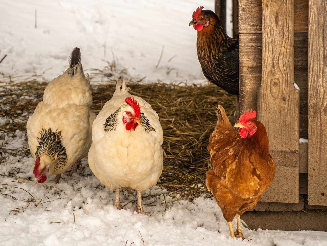 chickens  poultry  livestock free photo