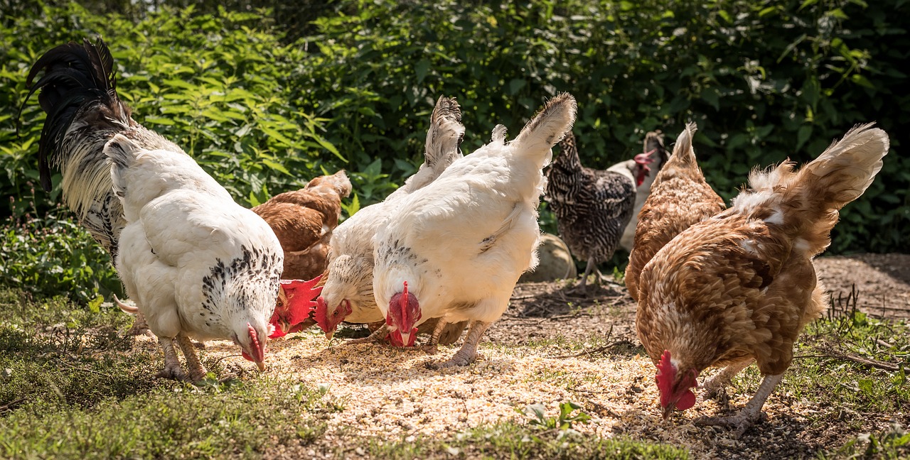 chickens  farm  idyllic free photo