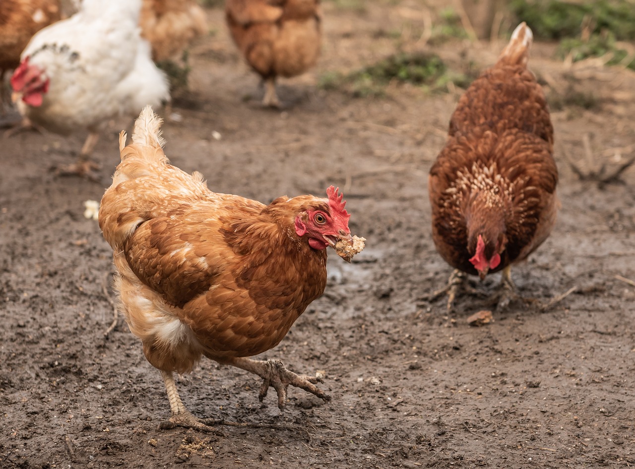 chickens  farm  rural free photo