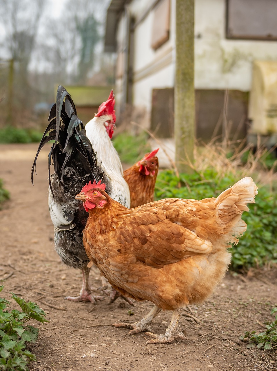 chickens  farm  free running free photo