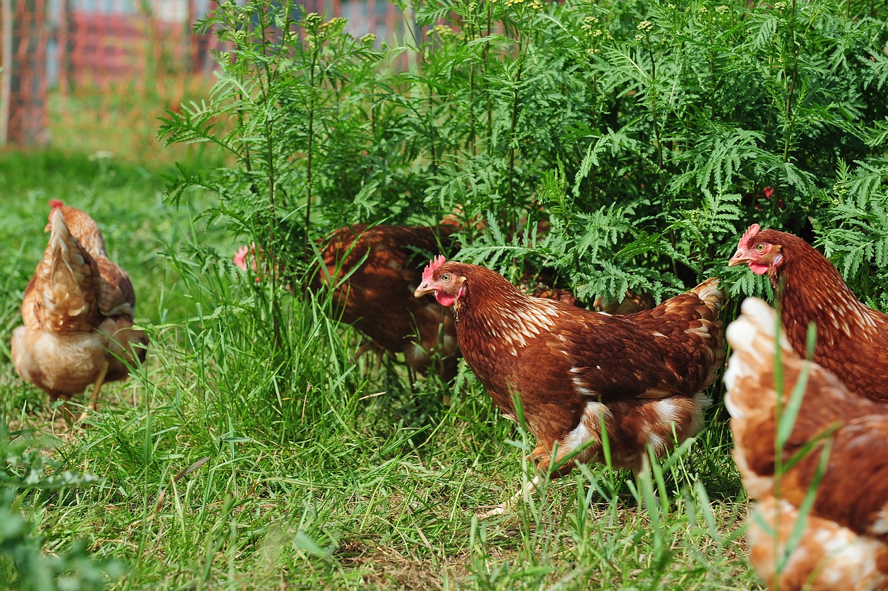 chickens  barn  chicken free photo