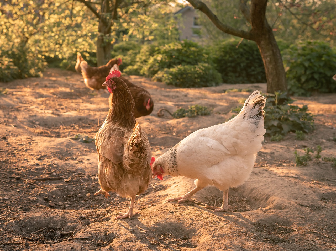 chickens  spout  poultry free photo