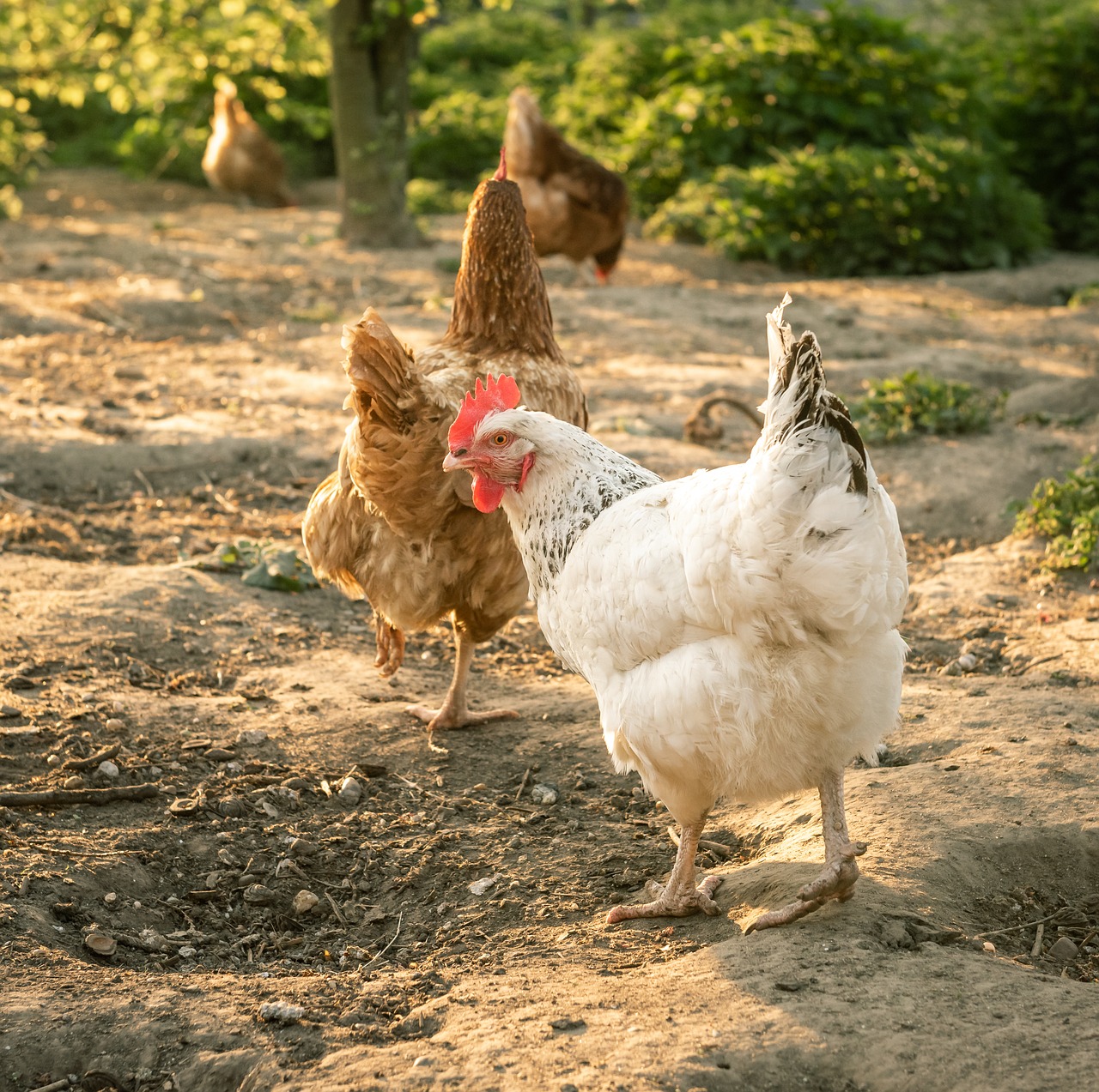 chickens  spout  poultry free photo