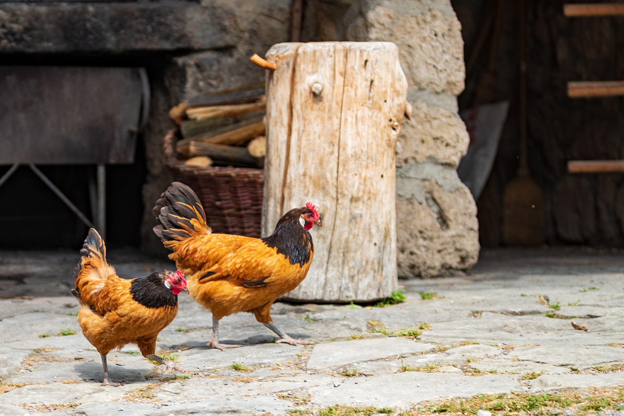 chickens  gockel  hahn free photo