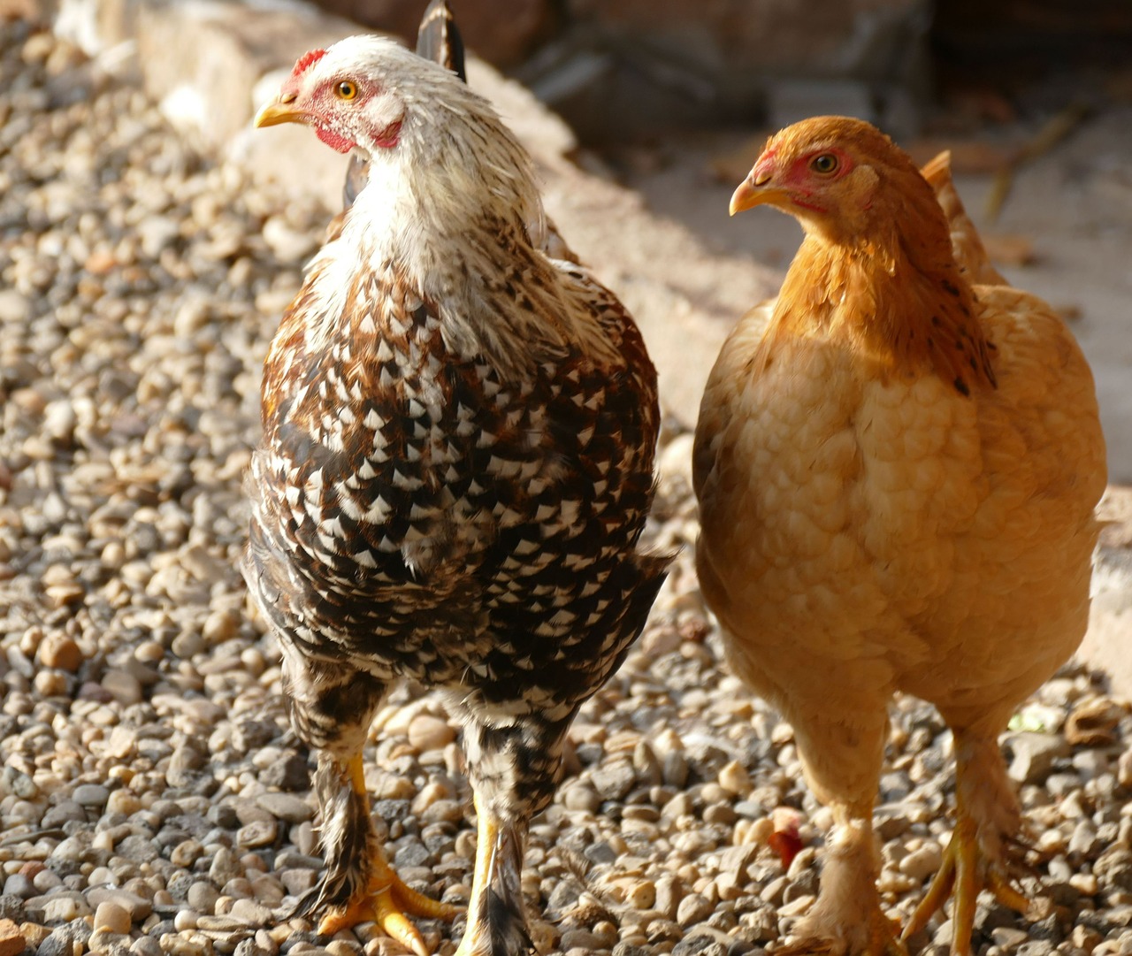 chickens poultry hahn free photo