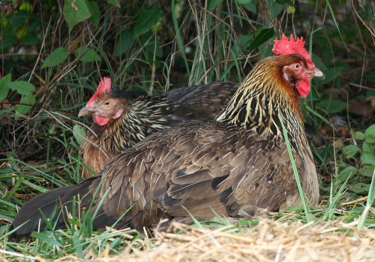 chickens rooster hen free photo