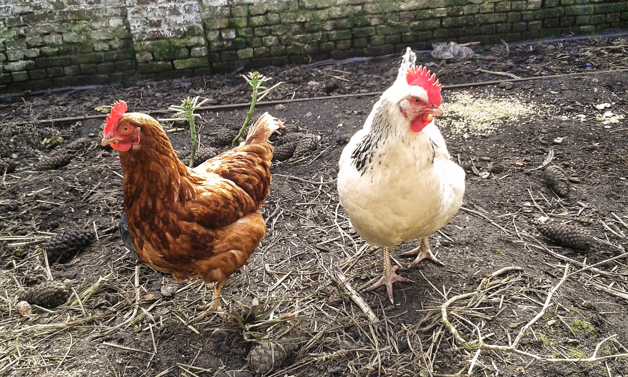 chickens garden nature free photo