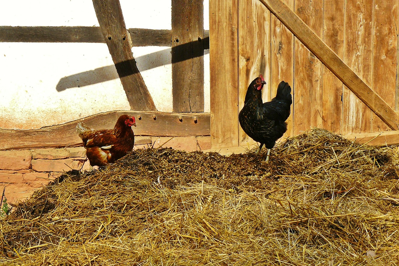 chickens farm dung free photo