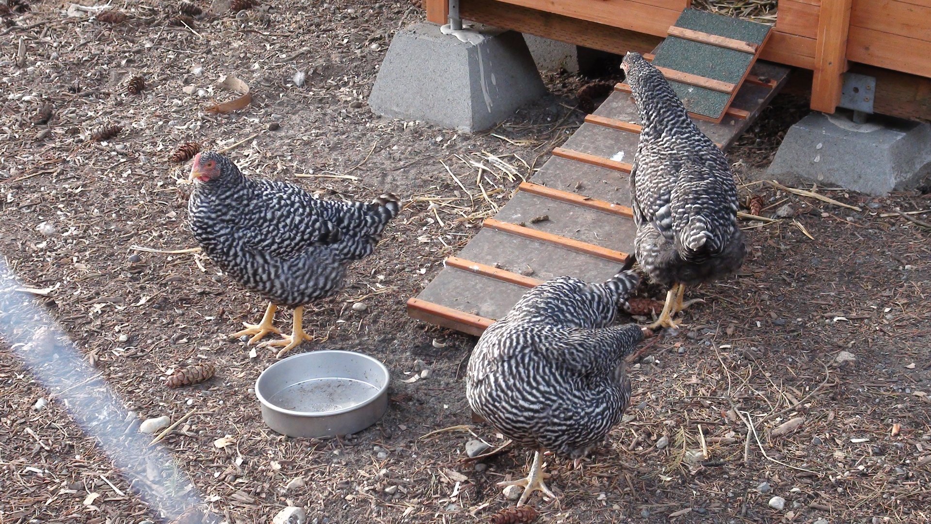 plymouth rock chickens coop free photo