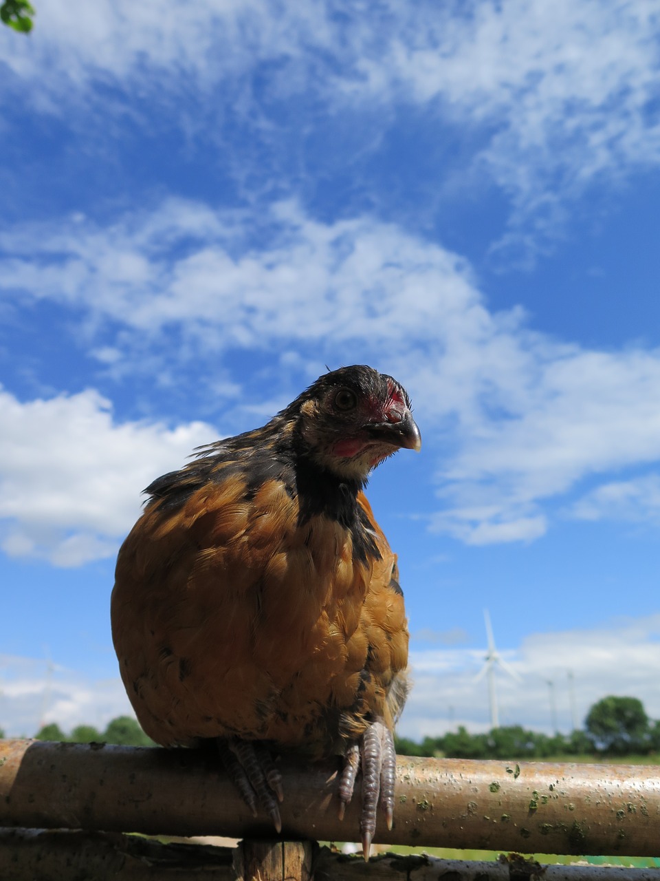 chickens chicks vorwerk outdoor free photo