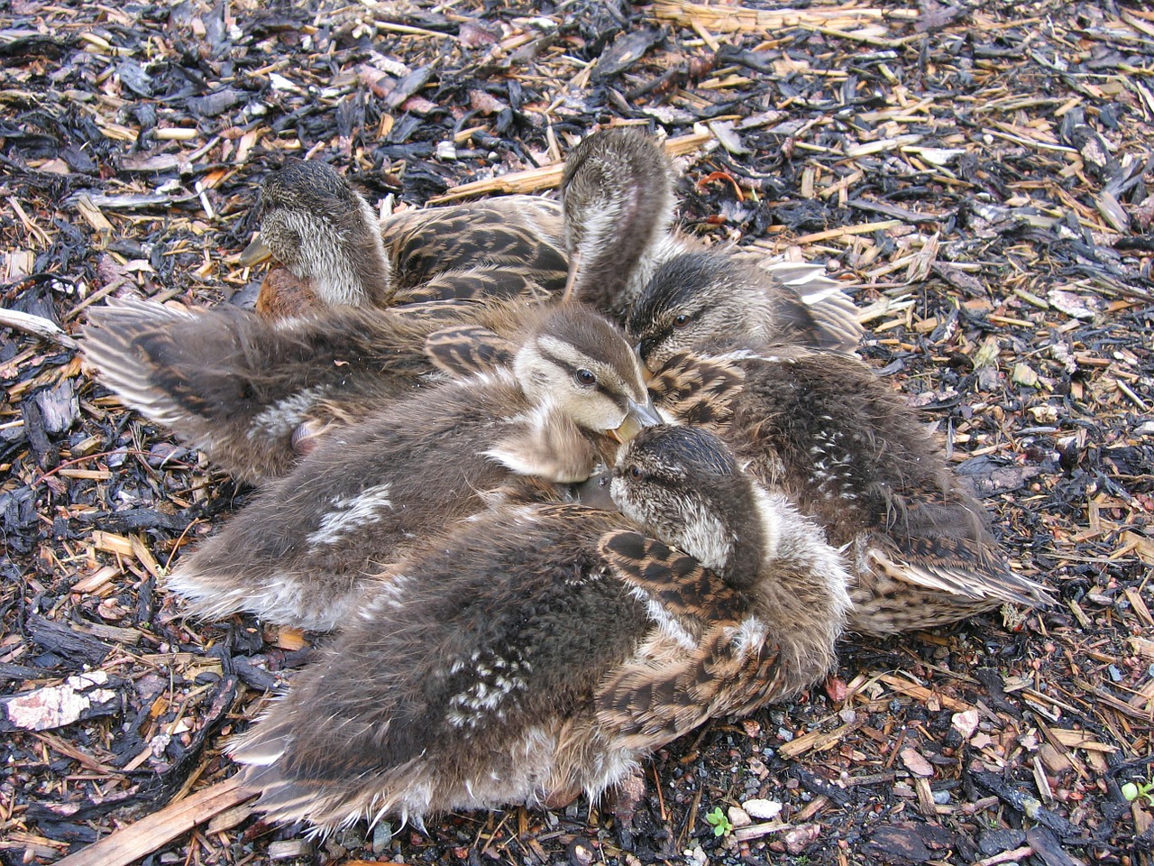 chicks small ducks free photo