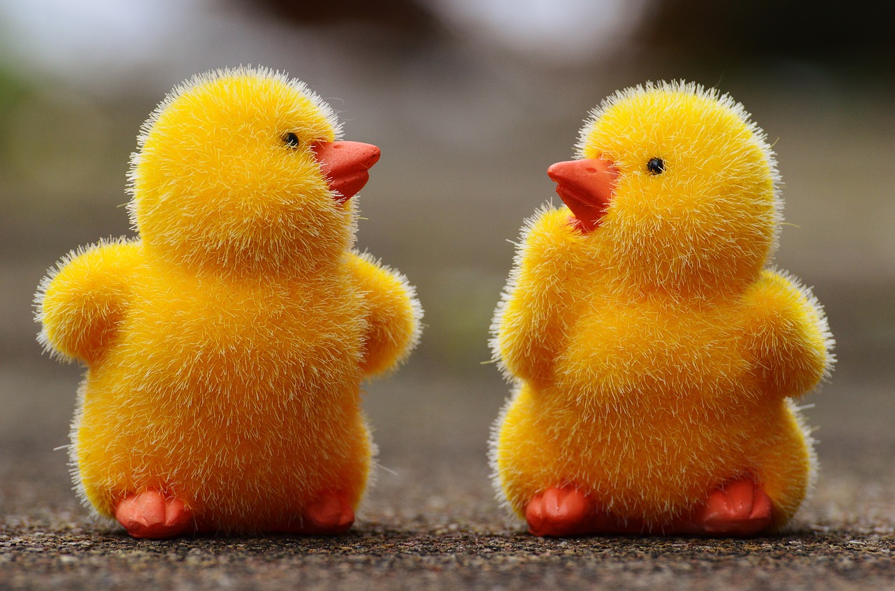 chicks easter cute free photo