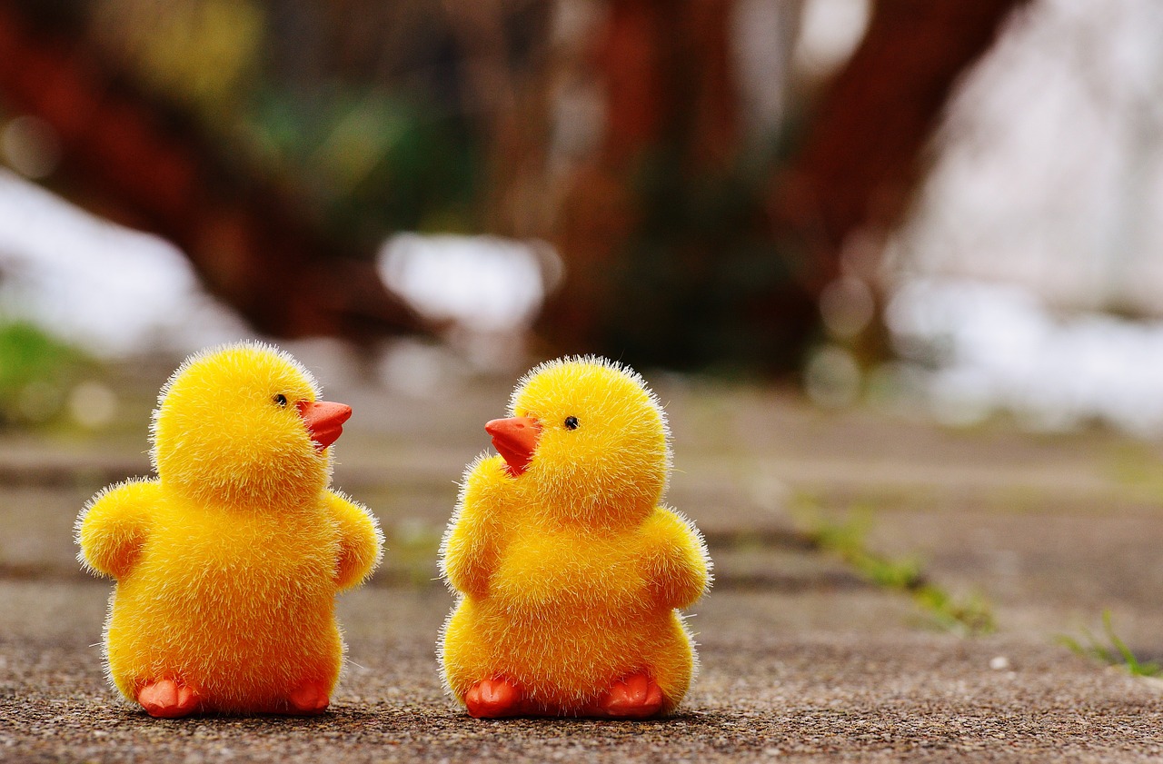 chicks easter cute free photo