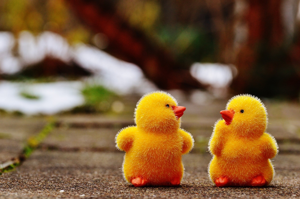 chicks easter cute free photo