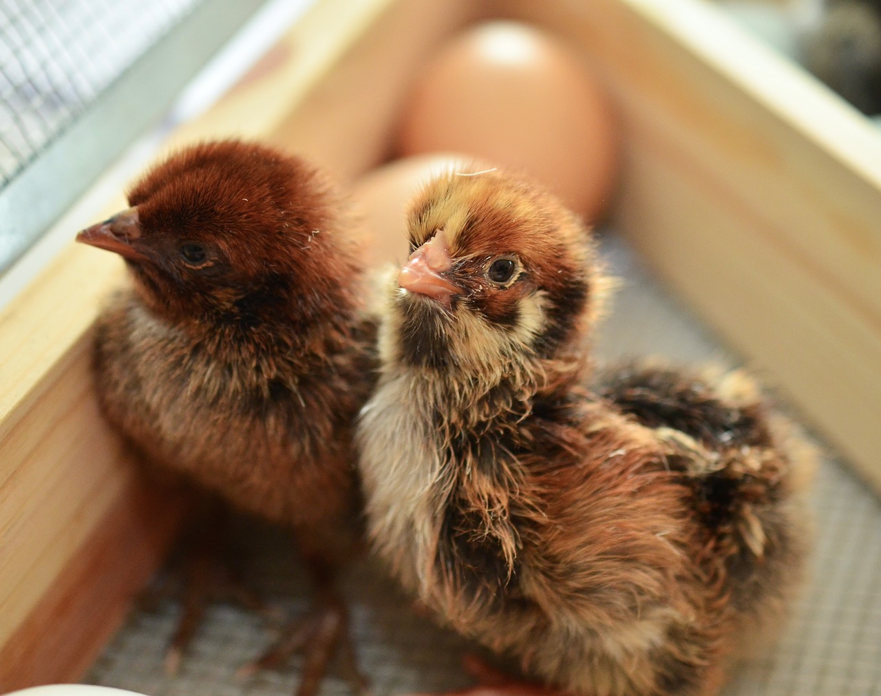 chicks hatched fluffy free photo