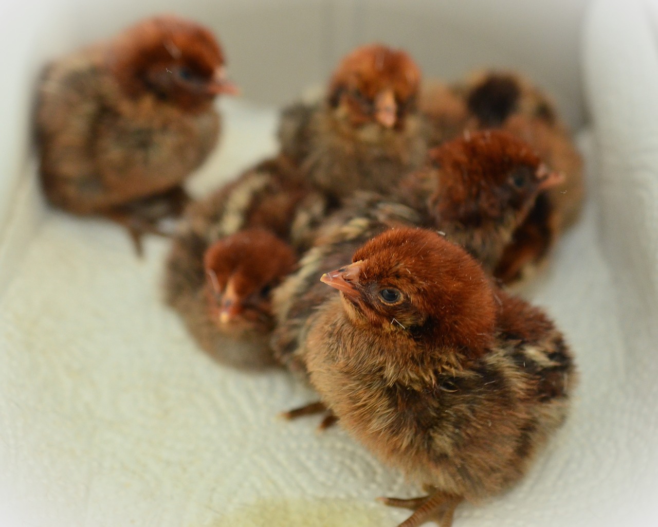 chicks hatched fluffy free photo