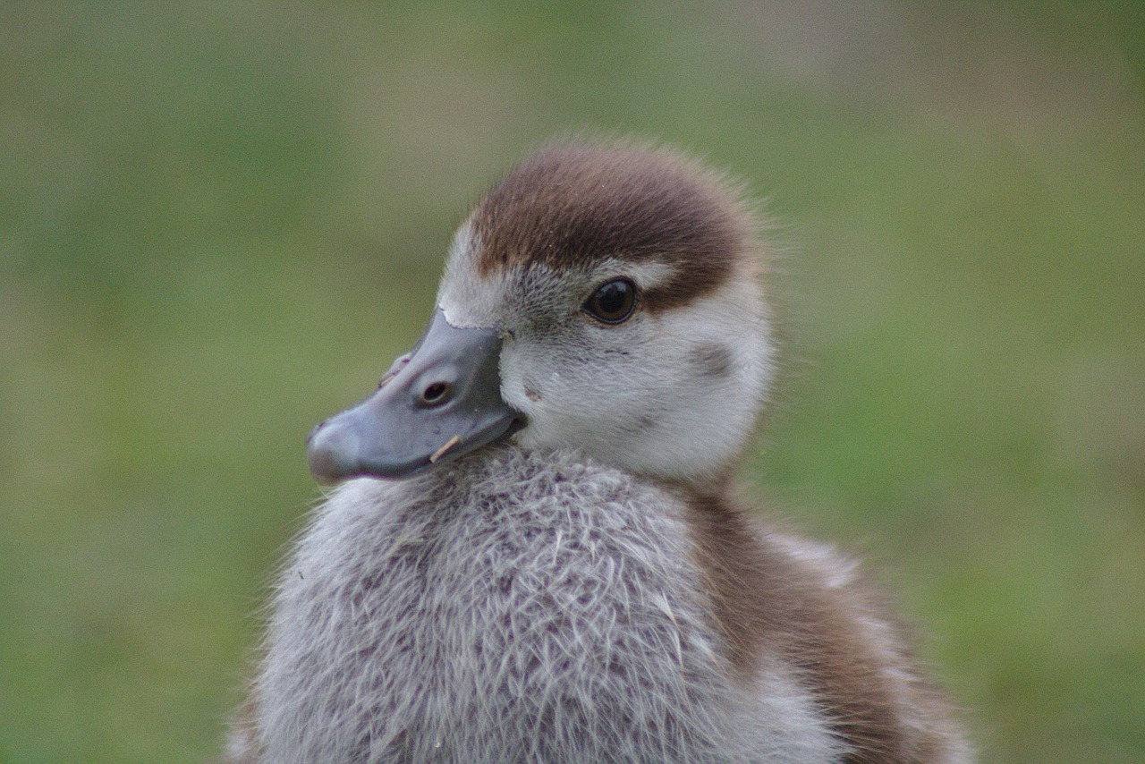 chicks goose bird free photo