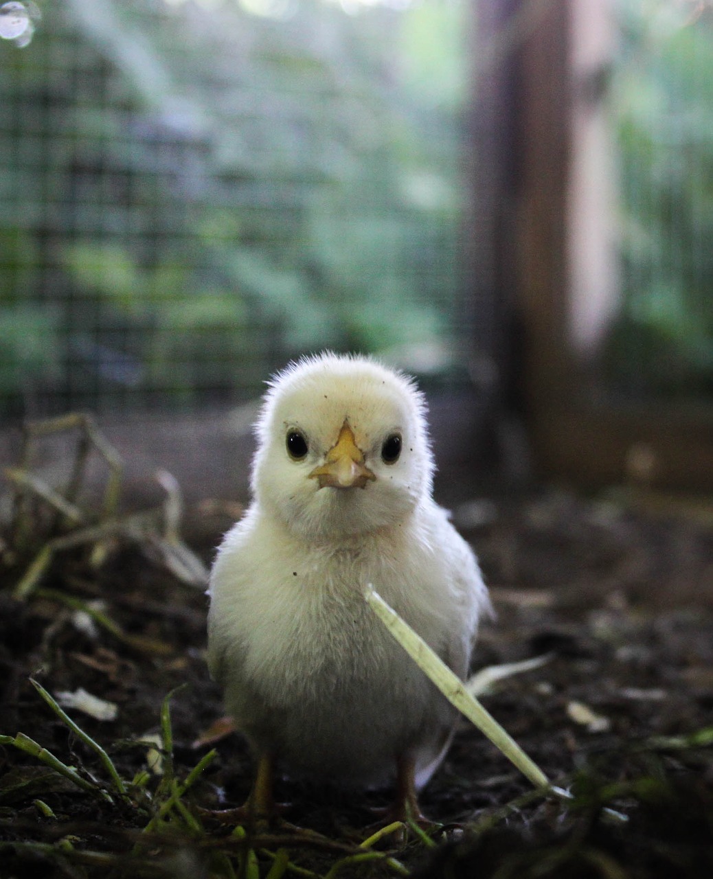 chicks hahn chicken free photo