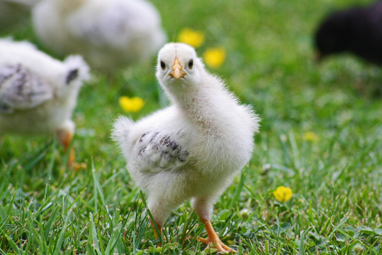 chicks chicken spring free photo