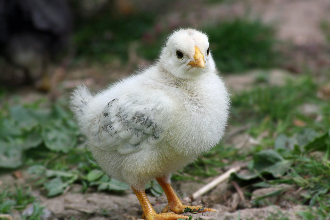 chicks easter chicken free photo