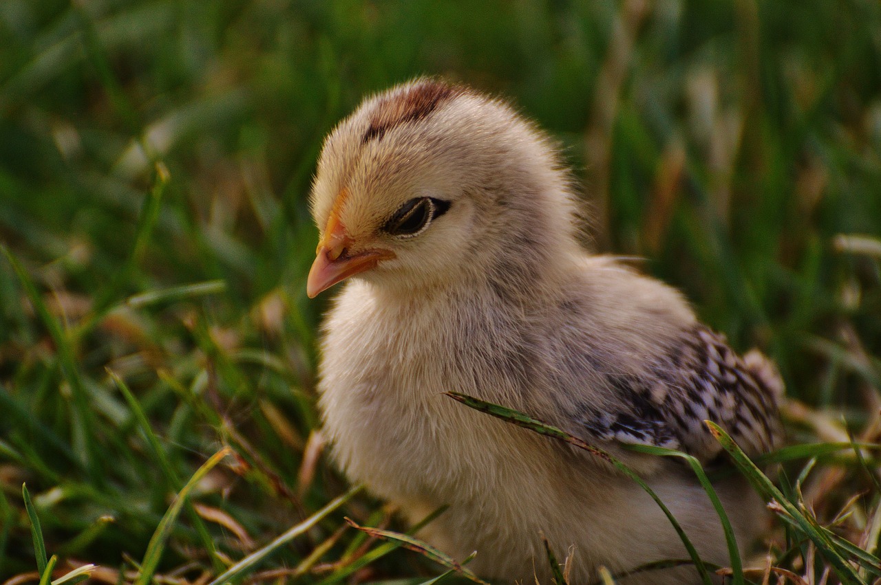 chicks cute feather free photo