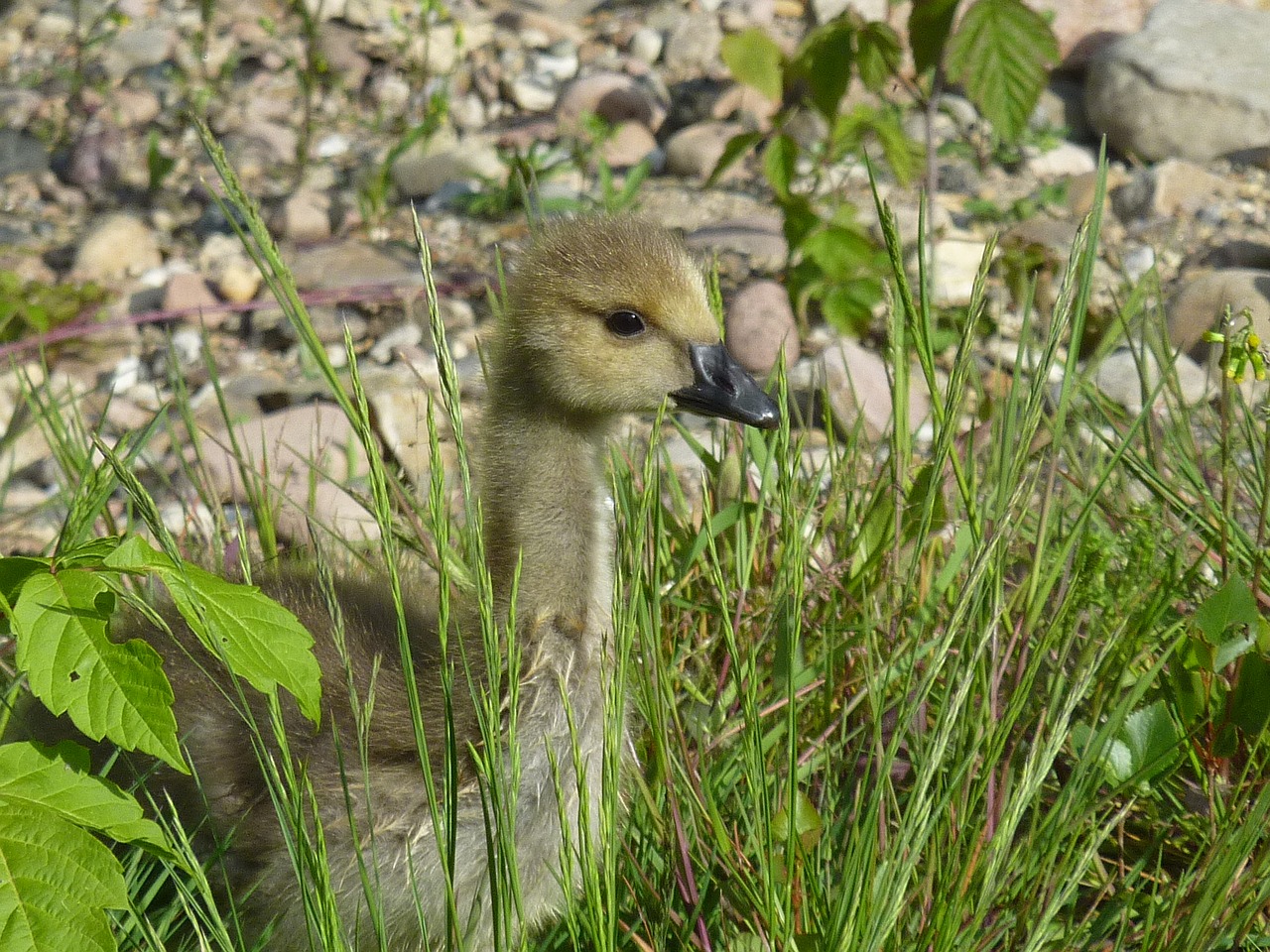 chicks wild goose canada goose free photo