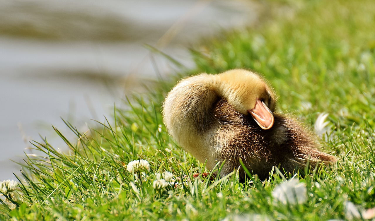 chicks ducklings sleep free photo