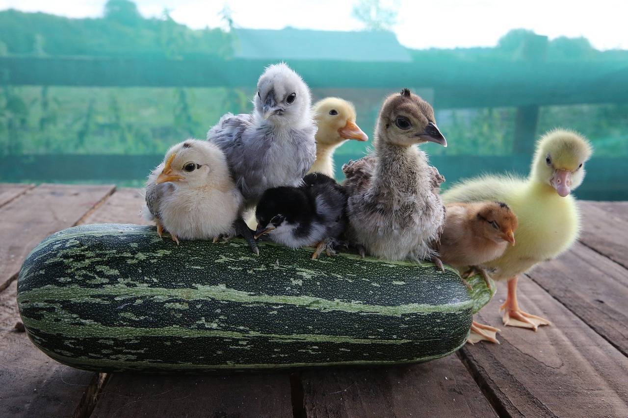 chicks duckling gosling free photo