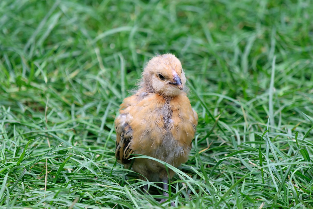 chicks young animal cute free photo