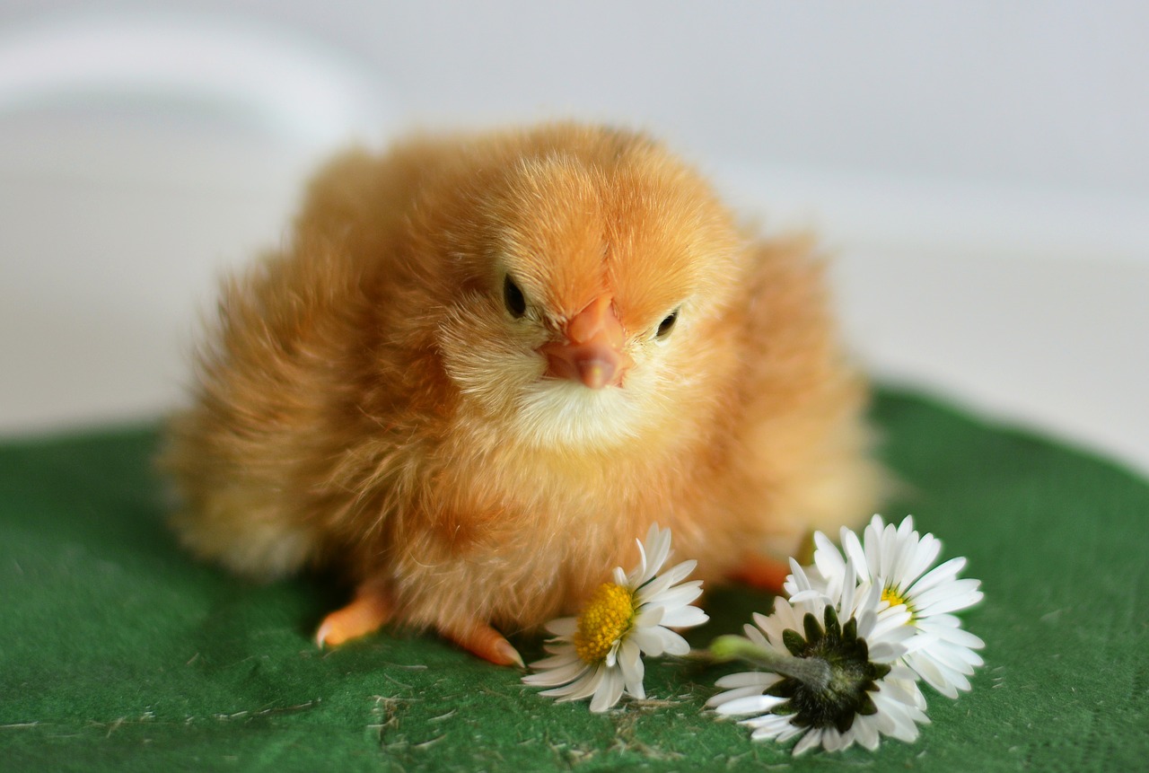 chicks young animal chicken free photo