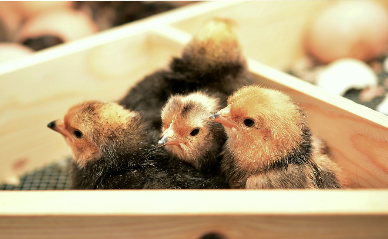 chicks young animal chicken free photo