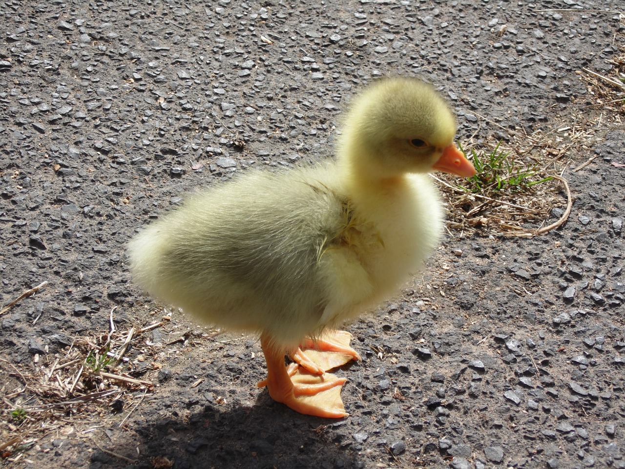 chicks goose animals free photo
