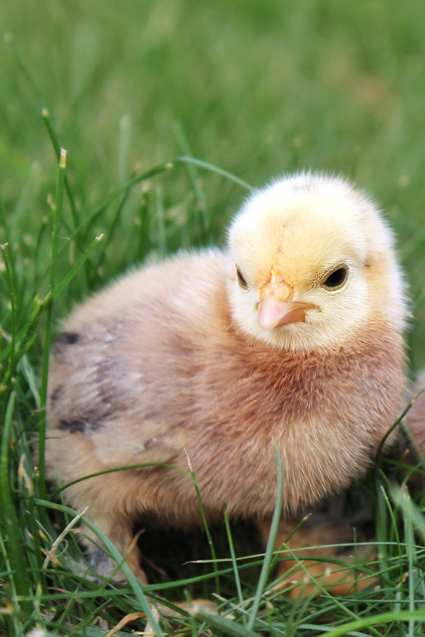 chicks  chicken  animal free photo