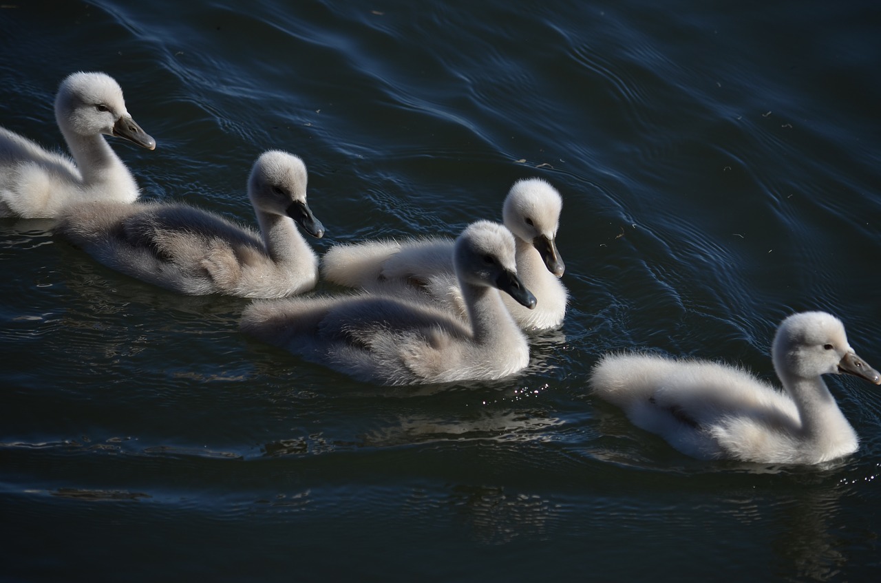 chicks  swans  marshes free photo